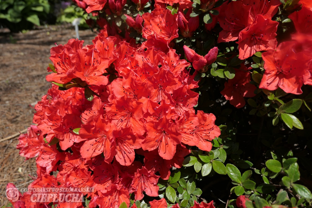 Азалия японская Гейша Оранж